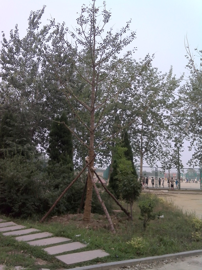 员工捐赠银杏树 员工捐赠银杏树